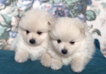 Email:steddyscot@gmail.comacheter chiot spitz nain Paris chiot spitz nain à vendre Paris éleveur spitz nain Paris certifié prix spitz nain Paris adopter spitz nain Paris en Ciudad Real