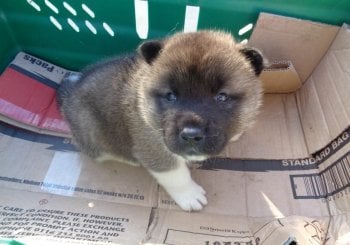 ;Email:steddyscot@gmail.com?acheter chiot akita Paris chiot akita à vendre Paris éleveur akita Paris certifié prix akita Paris adopter akita Paris chiot akita Marseille acheter akita Marseille Ciudad Real