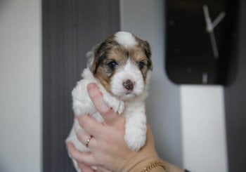 Email:steddyscot@gmail.com?acheter chiot yorkshire terrier Paris chiot yorkshire à vendre Paris éleveur yorkshire Paris certifié prix yorkshire Paris adopter yorkshire Paris chiot yorkshire Marseille Ciudad Real