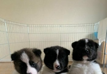 ?Email:steddyscot@gmail.comAkita Welpe kaufen Berlin Akita Welpen zu verkaufen Berlin Akita Züchter Berlin zertifiziert Akita Preis Berlin Akita adoptieren Berlin Akita Welpen Hamburg kaufen Ciudad Real
