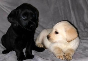 ()Email:steddyscot@gmail.com_)I will buy Cucciolo Labrador Roma cuccioli labrador in vendita Rome allevamento labrador Roma certificate prezzo labrador Rome adopt labrador Rome Ciudad Real