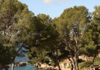 Sesión de Yoga Frente al Mar con Masaje y Batido Detox a Majorca