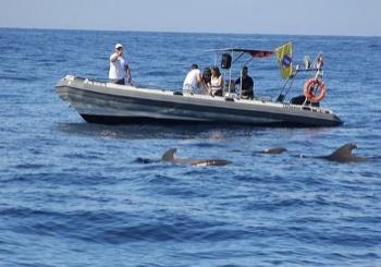 Delfines, Ballenas y Biología Marina en Tenerife