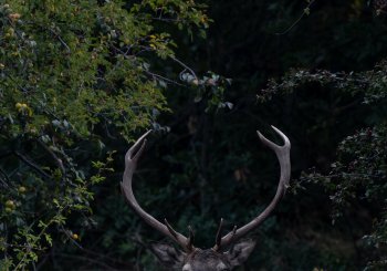 La brama del cérvol en Girona