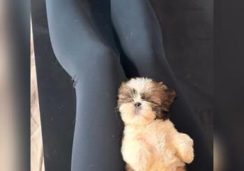 Puppy yoga a London