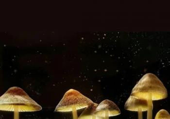 The Science of Magic Mushrooms en Aberdeen
