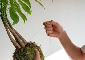 Taller de Kokedama Barcelona