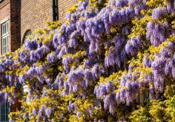 Wisteria pruning workshop at Fulham Palace London